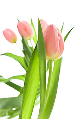 Image showing orange tulips