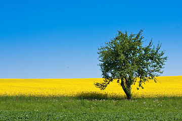 Image showing rape field