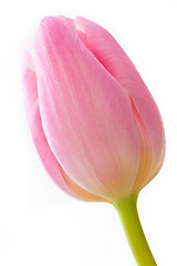 Image showing pink tulips