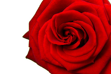 Image showing red rose