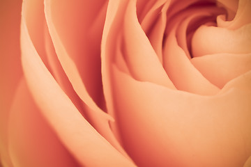 Image showing orange rose macro