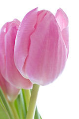 Image showing pink tulips