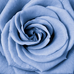 Image showing blue rose