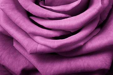 Image showing pink rose