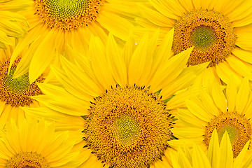 Image showing background made of beautiful sunflowers