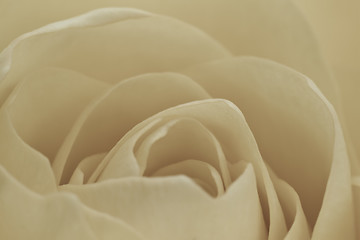 Image showing white rose macro