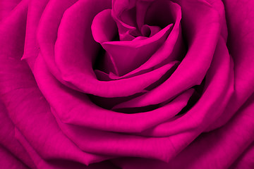 Image showing pink rose