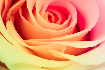 Image showing multicolor rose