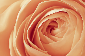 Image showing orange rose macro