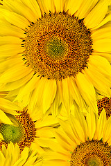 Image showing sunflower background