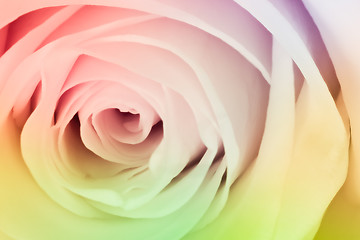 Image showing multicolor rose