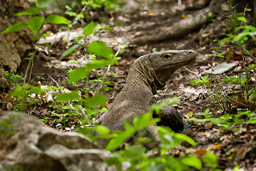 Image showing komodo dragon in natural habitat