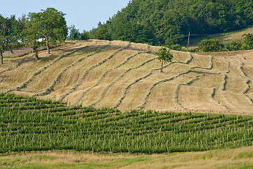 Image showing Typical Tuscan landscape