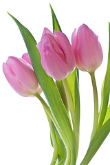 Image showing pink tulips