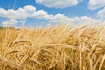 Image showing agriculture landscape