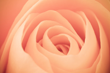 Image showing orange rose macro