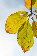 Image showing autumn foliage