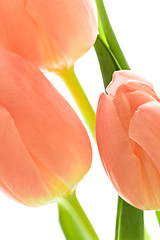 Image showing orange tulips