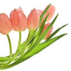 Image showing orange tulips