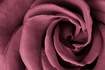 Image showing pink rose