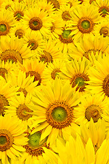 Image showing sunflower background