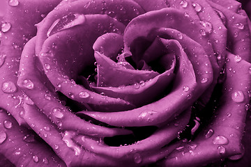 Image showing pink rose