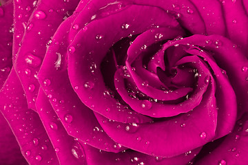 Image showing pink rose