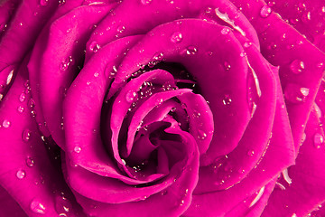 Image showing pink rose