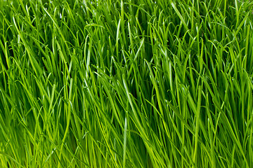 Image showing green grass