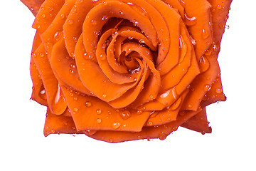 Image showing orange rose