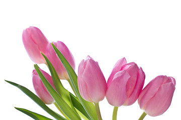 Image showing pink tulips