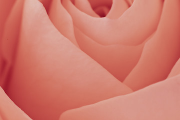 Image showing pink rose macro