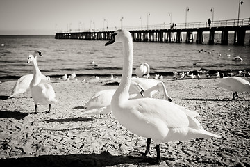 Image showing birds at pier