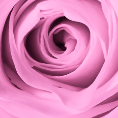 Image showing pink rose close up