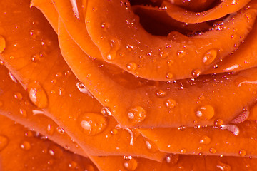 Image showing orange rose