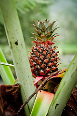 Image showing wild pineapple