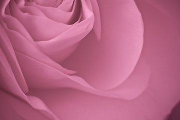 Image showing pink rose macro