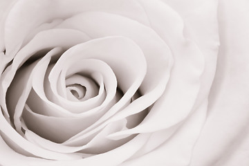 Image showing white rose close up