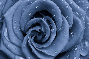 Image showing blue rose