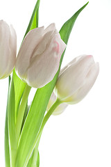 Image showing tulips