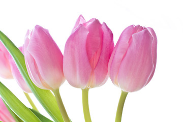 Image showing pink tulips