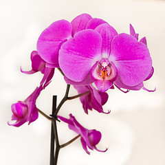 Image showing pink orchid