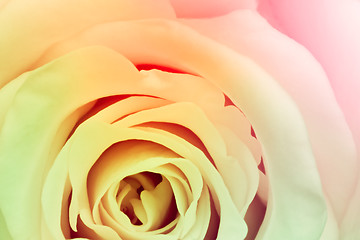 Image showing multicolor rose