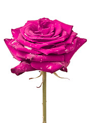 Image showing pink rose