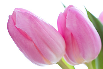 Image showing pink tulips