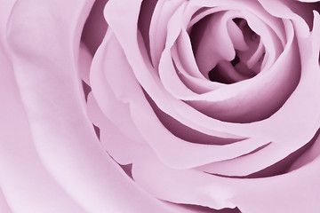 Image showing violet rose close up