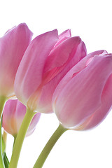 Image showing pink tulips