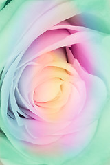 Image showing multicolor rose