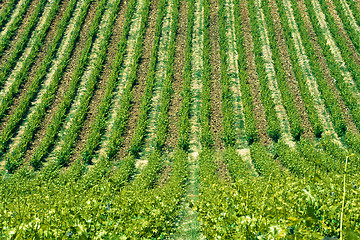 Image showing Typical Tuscan landscape