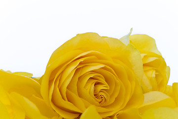 Image showing yellow rose macro